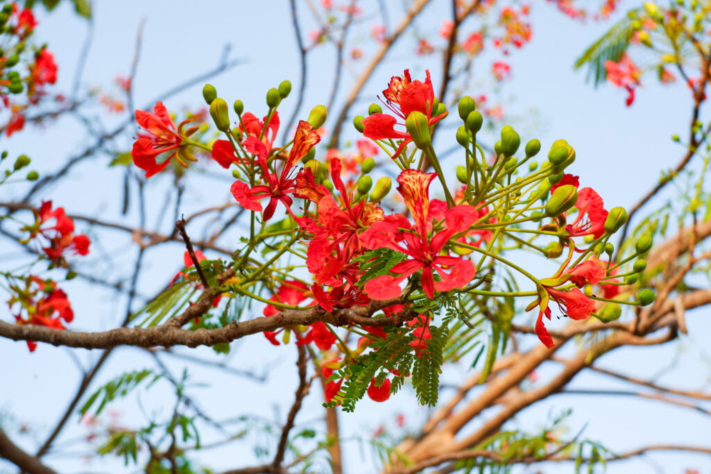 selective focus colorful delonix regia flower in t 2024 04 18 15 29 31 utc